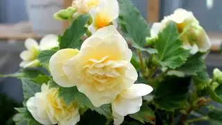 🌺🌺🌺Бегония -ну как же ее поливать,чтоб не загубить,как?🤔🤔🤔