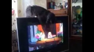 Кот и ТВ