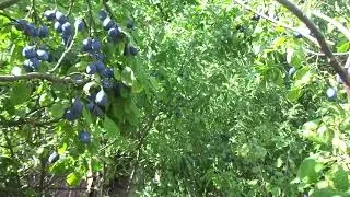 Слива: обрезка с уборкой урожая. Ау, орех и др., а ваш урожай?
