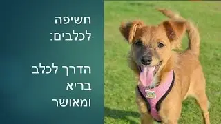אילוף כלבים חיובי: חשיפה לגורים - איך ליצור בטחון עצמי אצל הכלב