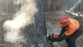 Felling trees /// In cool weather /// 🪓🪓🪓