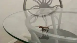 The Horsefly