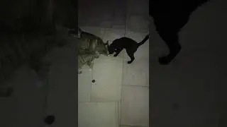 Feeding More Kitties!