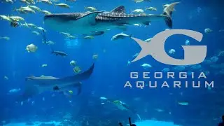Georgia Aquarium Tour & Review with The Legend