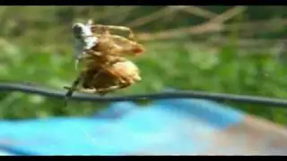 Orb Spider catching insects