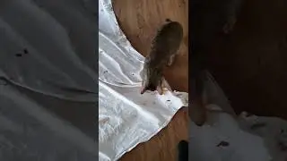 Tabby is fetching her toy
