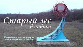 Старый лес в январе