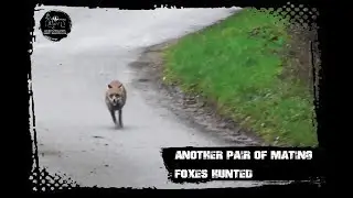 Another pair of mating foxes hunted