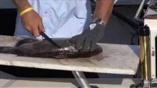 The BEST Way to Fillet Catfish