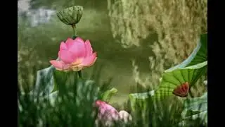 Lotusland