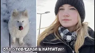 VLOG Life with a dog 🐕🐶 Returned early from the Carpathians😢