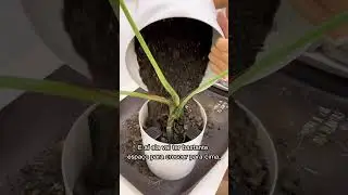 Plantando a Costela de Adão. https://www.plantie.com.br/?utm_source=YTshorts