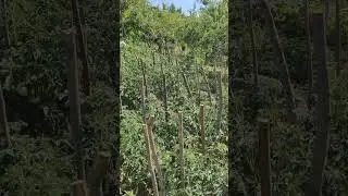 Paradajz