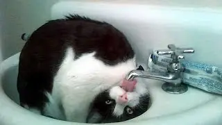 Well, very funny compilation about cats !!!