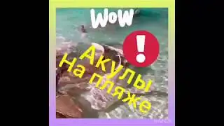 Кормление акул на пляже. Акулы подплывают к берегу. Усатая акула нянька. Кормление скатов
