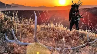 38.3 Miles of Shed Hunting