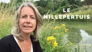 Millepertuis - antidépresseur et comestible