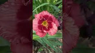 Утренняя прогулка по розарию  🤩       2 ЧАСТЬ