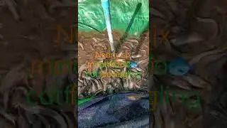 🐈 fish 🐟 Khem Horn