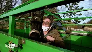 Sauvetage émouvant pour ses deux chevaux rescapés - La Tanière le Zoo-Refuge de l'espoir
