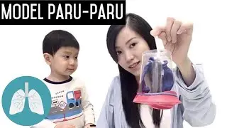 Cara kerja paru-paru manusia