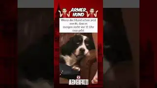 Armer Hund 👀🤣🥰 #shortsfeed #deutschland #satire #comedy #haare  #medienfuzzi  #funny #lustig #tiere