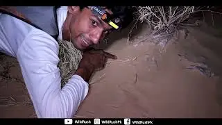 Gerbil Mouse| Desert Gerbil| Kangaroo Mouse