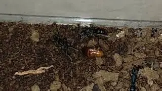 Охота муравьев Ectomomirmex Javanus! #муравьи #ant #мирмикиперство #insect #насекомые #таракан