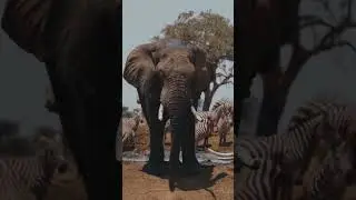 The Only Way to Survive an Elephant Attack 
