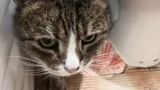 Такого не покажут на ТВ (18+)