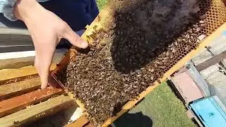 Сколько кормов осталось? Прожорливый Бакфаст🐝🍯🍯🍯 ?!