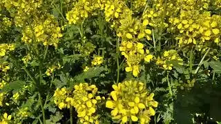 Сидерат горчица  - друг или враг на вашем участке ? Смотрим.