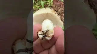 Is this edible ? #shorts #mushroom