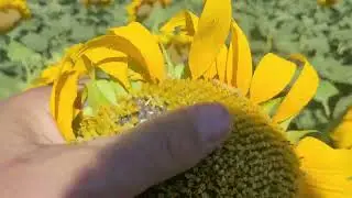 Соняшник Суреллі після сої 😏