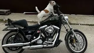 Обзор Харлика 1991 года, модели FXR #harleydavidson #fxr