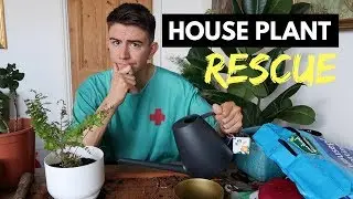 HOUSE PLANT RESCUE | HOW TO REVIVE DYING HOUSE PLANTS!