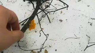 Дрожалка оранжевая. Растёт почти круглый год.