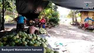Watermelon harvesting part2