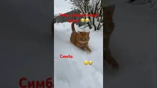 Умер мой любимый котик 🐈