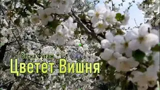 Цветет вишня.Весна.Футаж.