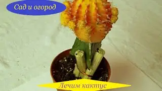 Лечим кактус.