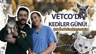 VETCO'DA KEDİLER GÜNÜ! Çok Özel Misafirlerimiz Var!