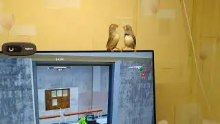 Парочка Амадинов