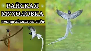 РАЙСКАЯ МУХОЛОВКА - Птица Эдемского сада