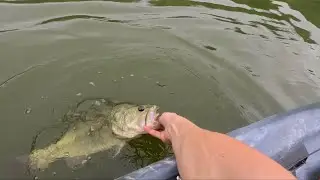 Catching BIG BASS On Black Lures!