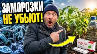 Как защитить растения от заморозков — простой способ из бутылки + секрет агрономов,