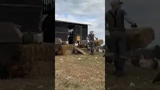 Getting The Wind Off The Chickens 💨🐓