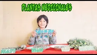 Plantas medicinales caseras y sus usos.