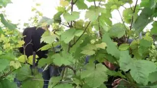 Das Weinjahr