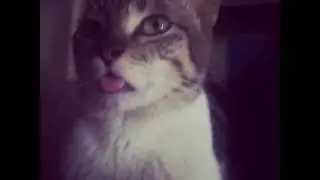 Cute Bob (tongue)